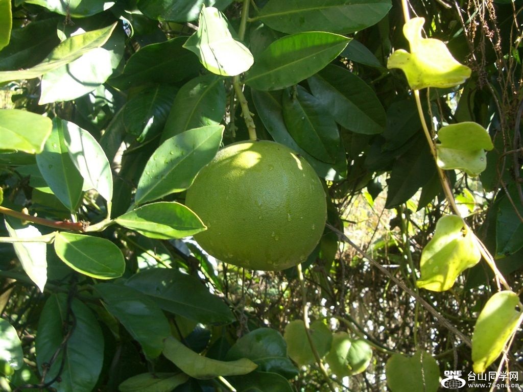 grapefruit.jpg