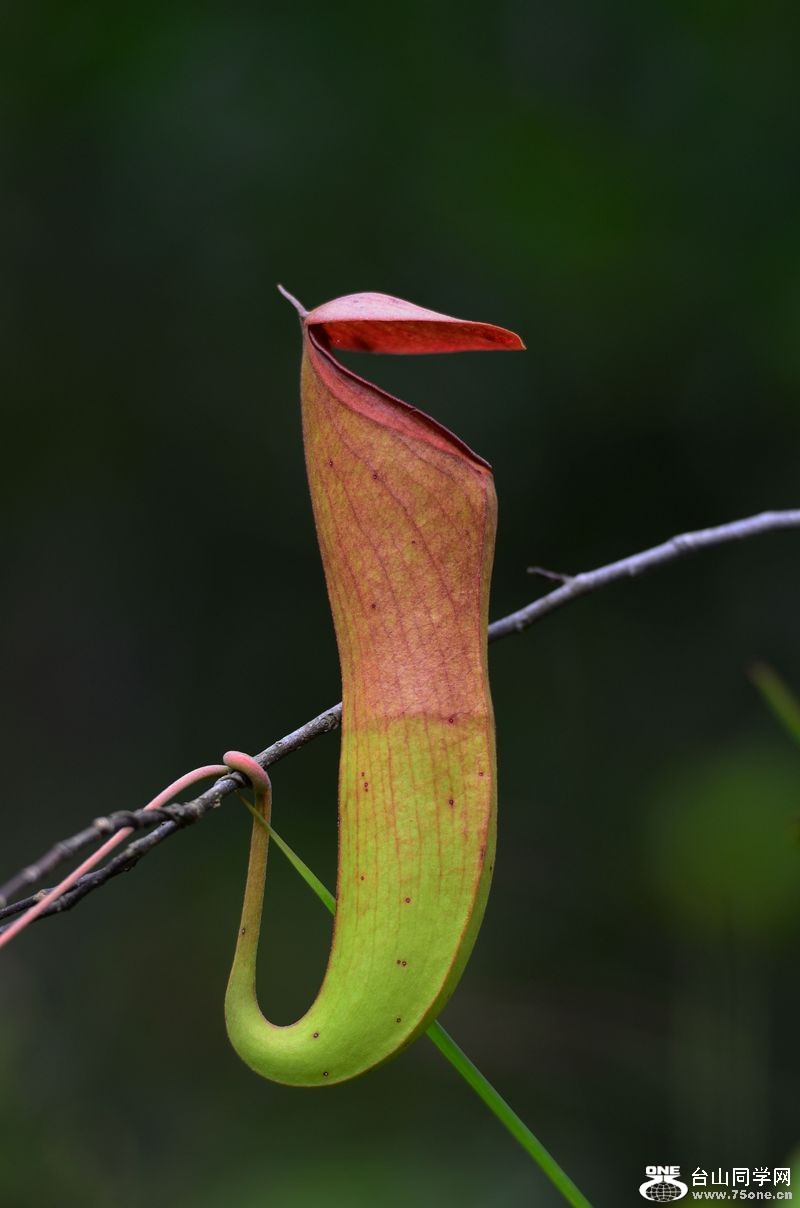 DSC_8119.JPG