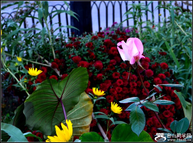 DSC_7955.jpg