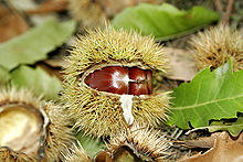 220px-Chestnut03[1].jpg