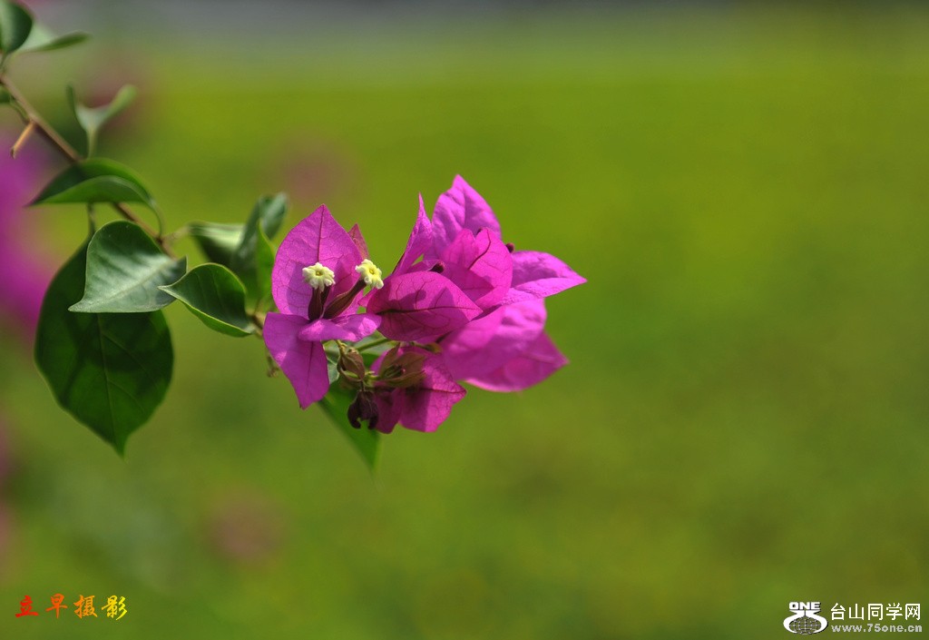DSC_4962.JPG