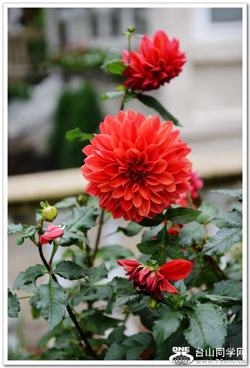 nEO_IMG_DSC_6933 - Copy.jpg