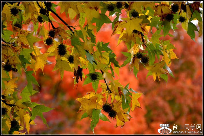 10.17.2012 Fall 147.jpg