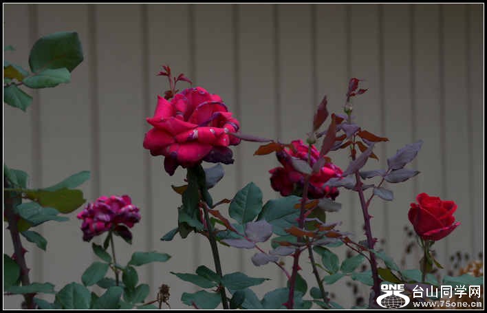 10.17.2012 Fall 243.jpg