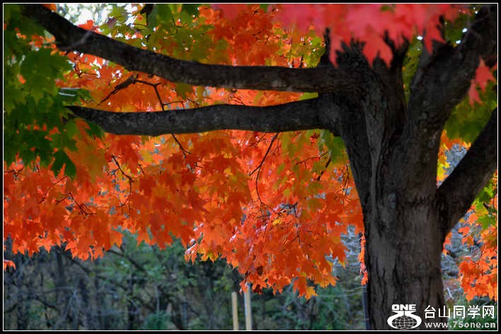 10.17.2012 Fall 099.jpg