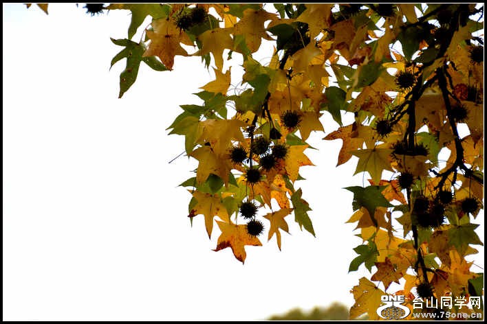 10.17.2012 Fall 162.jpg