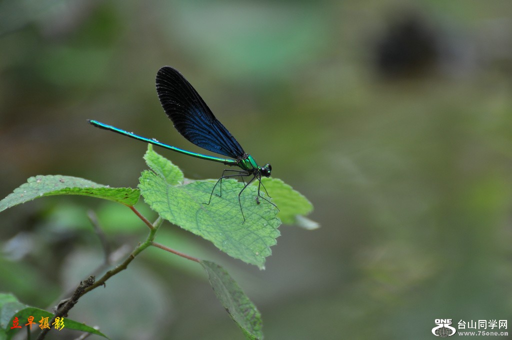 DSC_2987.JPG