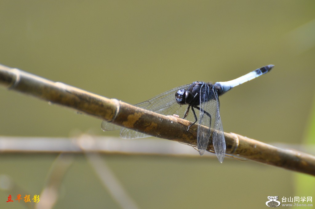 DSC_2989.JPG