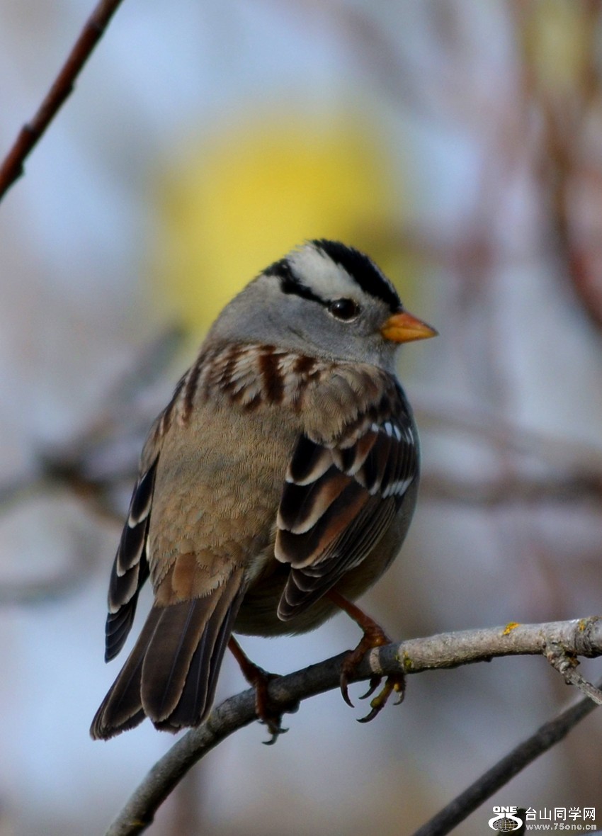 DSC_0947_29.jpg