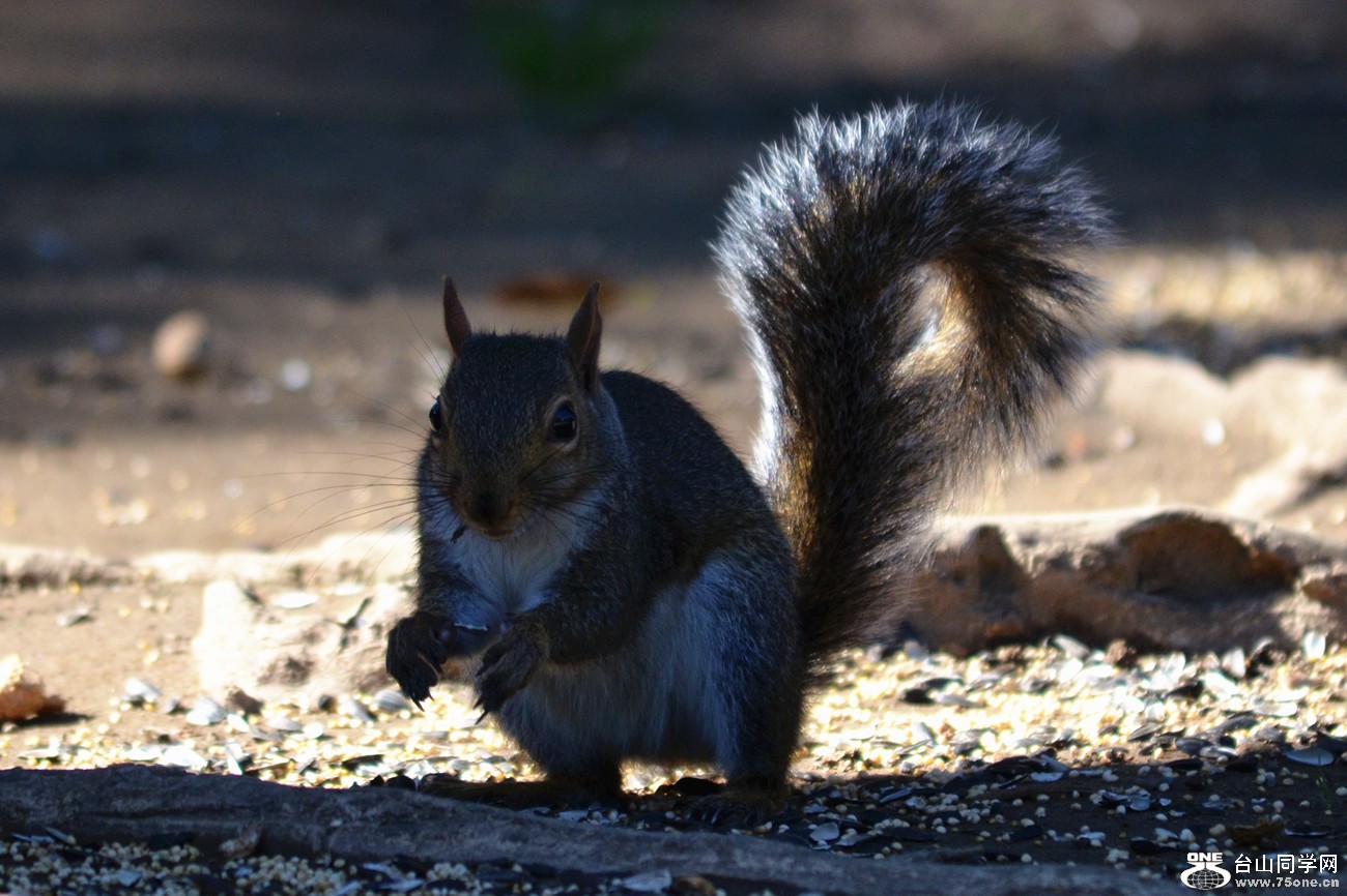 DSC_0016_11.jpg