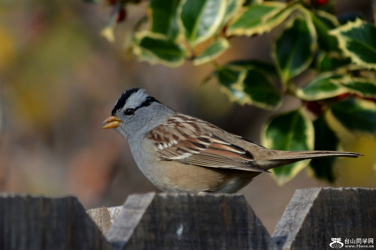 DSC_0939_24.jpg
