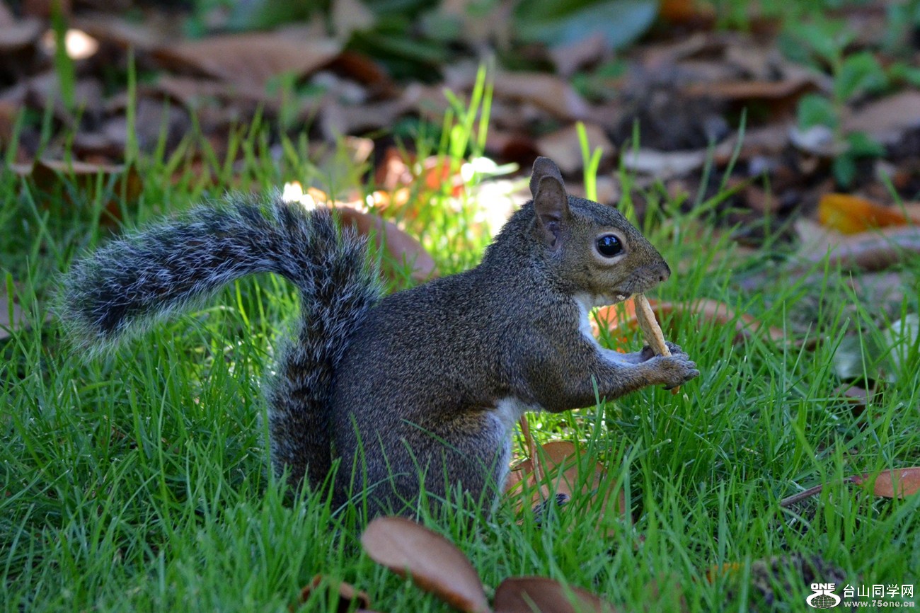 DSC_0833_31.jpg