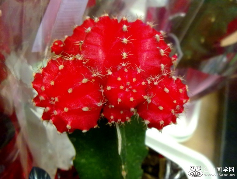 201211141790_conew1.jpg