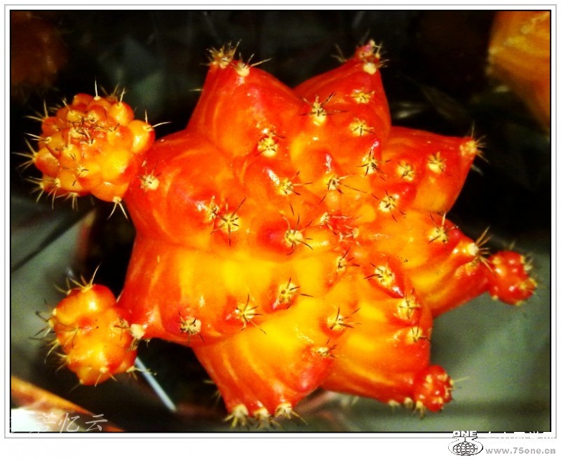 conew_201211131784_conew1.jpg