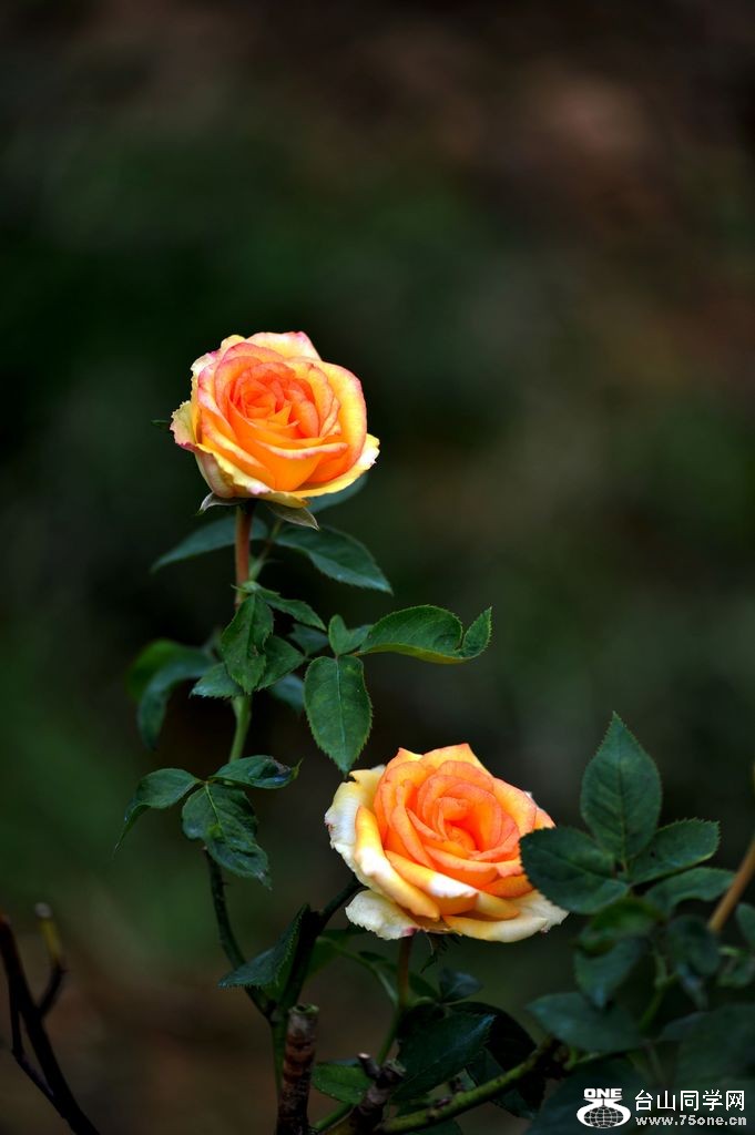 DSC_4404.jpg