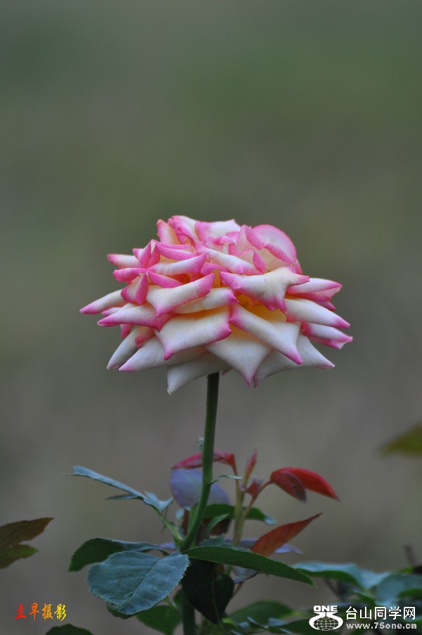 DSC_4341.JPG