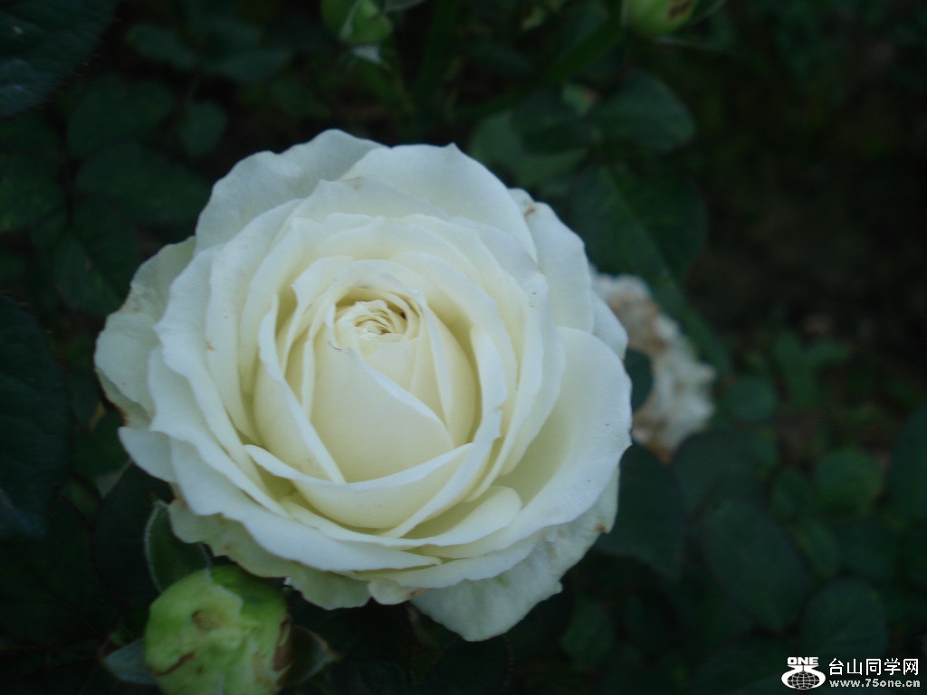 DSC00137.jpg