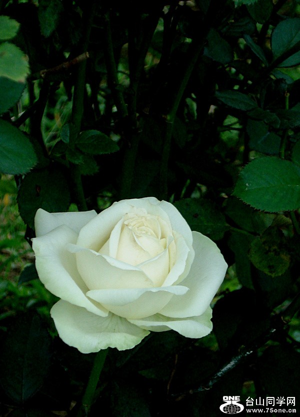 DSC00135.jpg