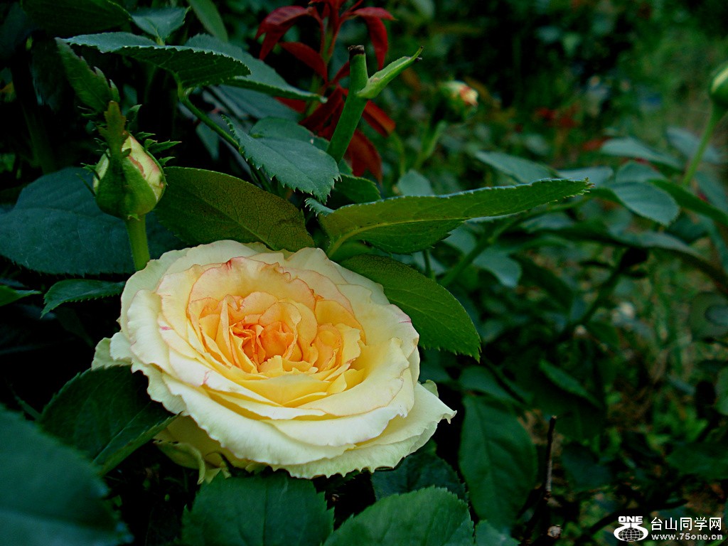 DSC00066.jpg