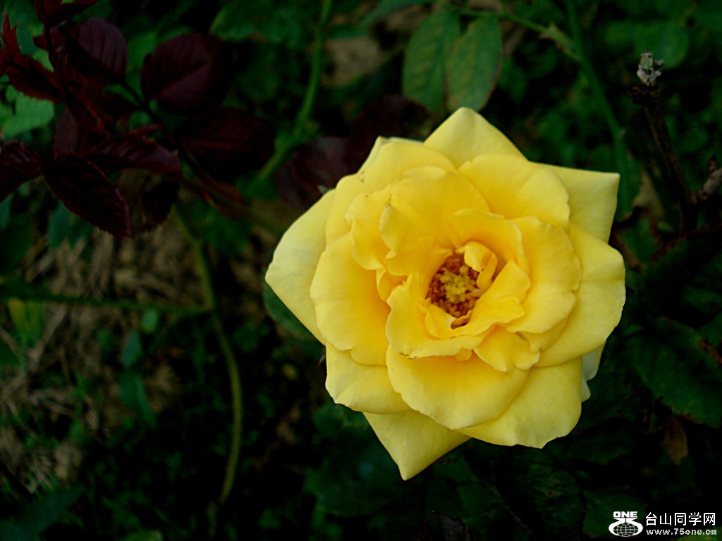 DSC00064.jpg