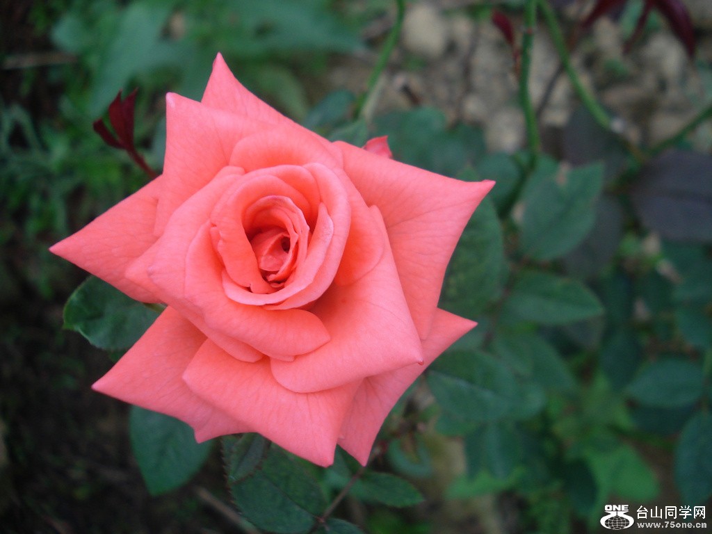 DSC00140.jpg