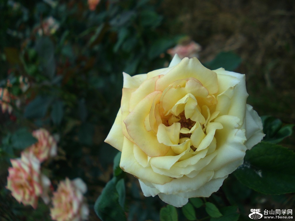 DSC00096.jpg