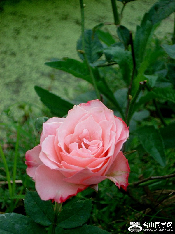 DSC00125.jpg