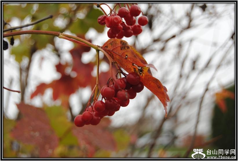 DSC_9333.jpg
