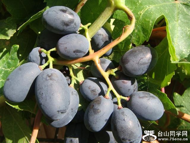 DSC04446 (Small).JPG