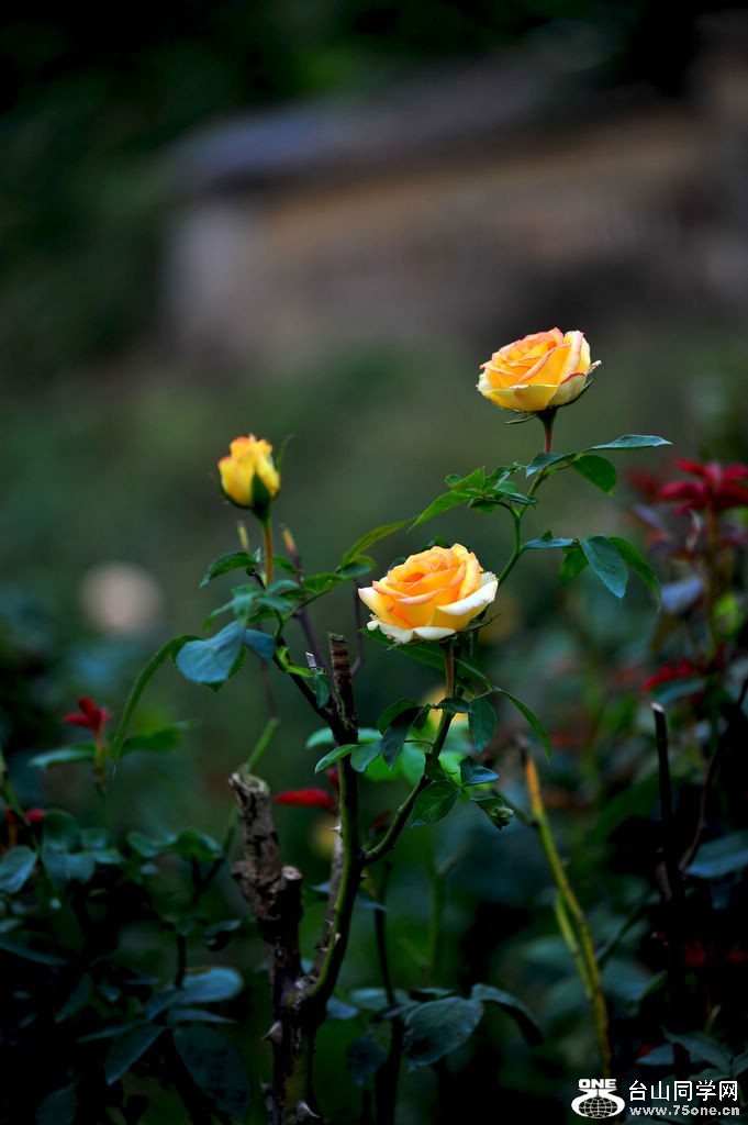 DSC_4501.jpg