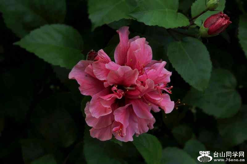 ��ɽ��ʯ�ո�2012.11. 199.jpg