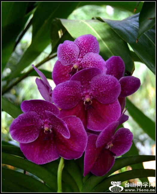 2012.11.18 Dc Flowers 028.jpg