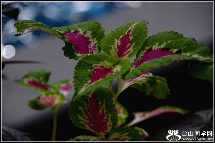 2012.11.18 Dc Flowers 057.jpg