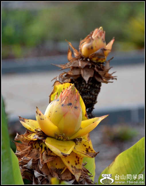 2012.11.18 Dc Flowers 122.jpg