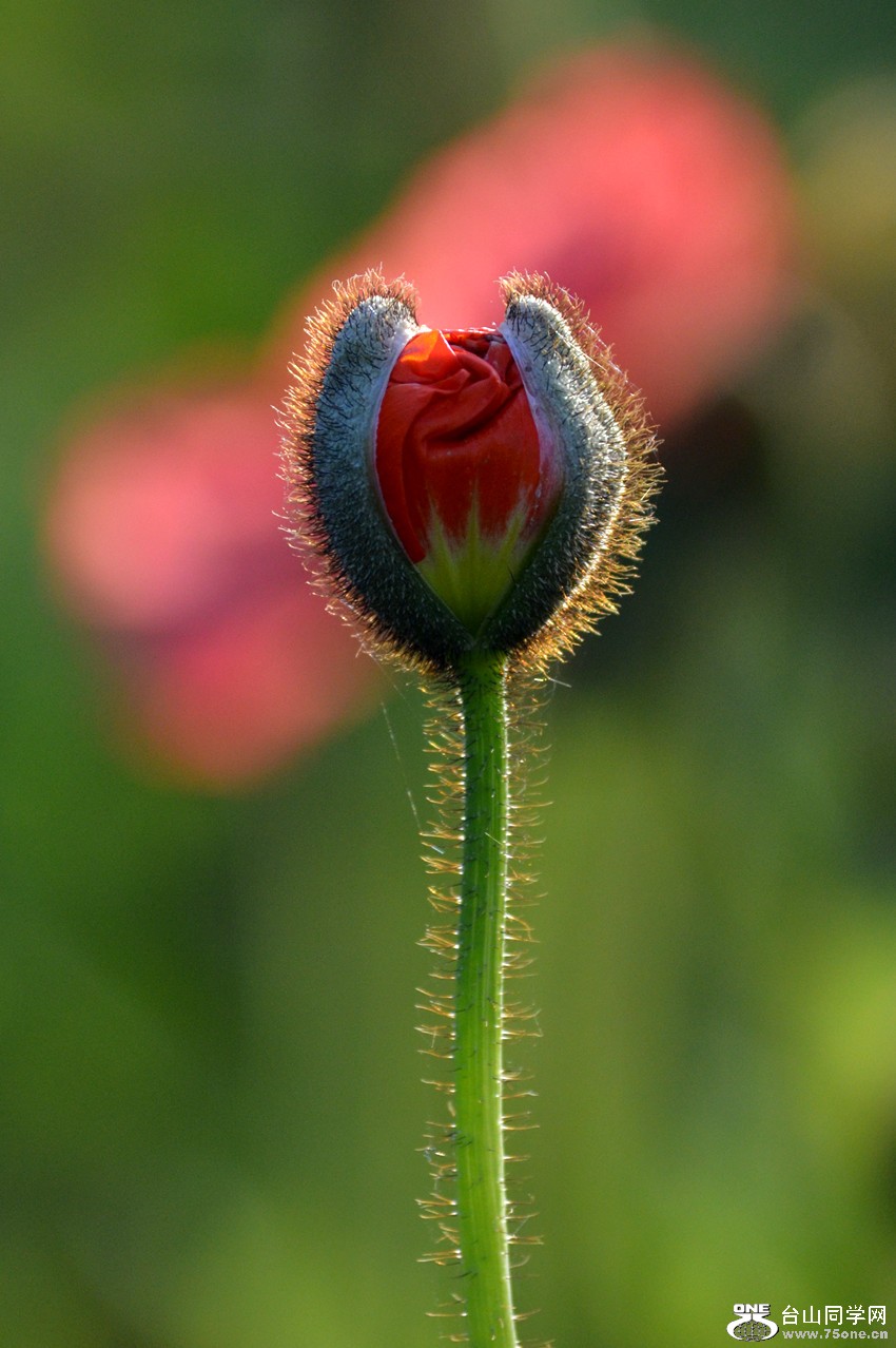 DSC_0106_9.jpg