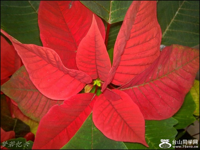 conew_201211291873_conew1.jpg