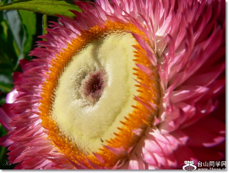 flowers 09-12-2012 094.jpg