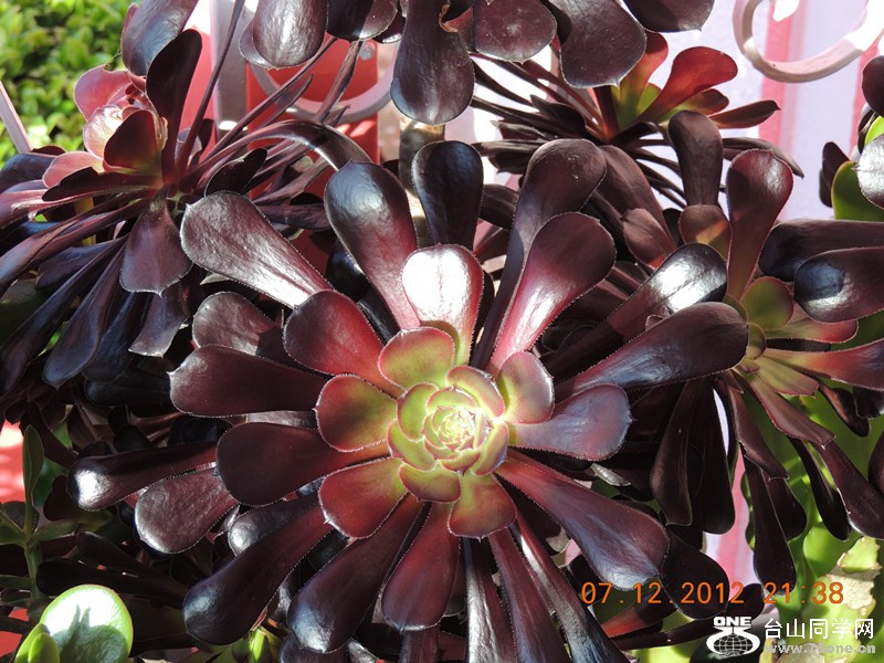flower 011_.jpg