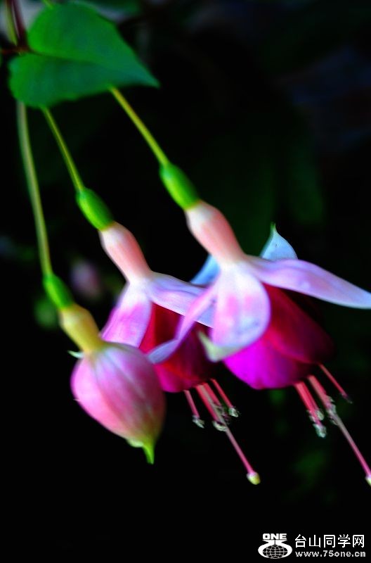 DSC_6655.JPG