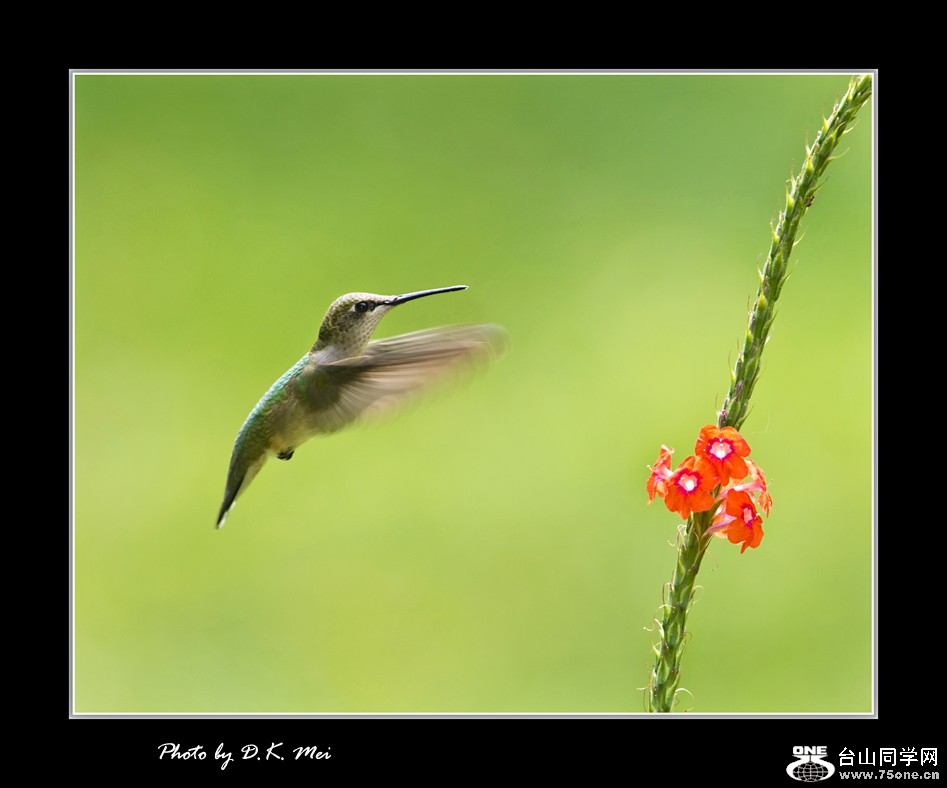 DSC_4853C.jpg