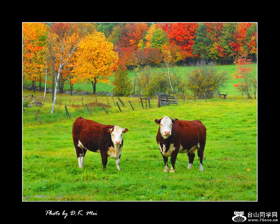 Cows.jpg