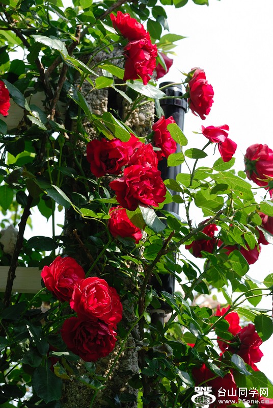 DSC_3297.jpg