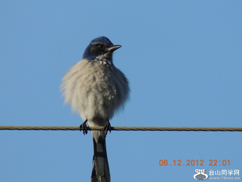 bird 008_.jpg