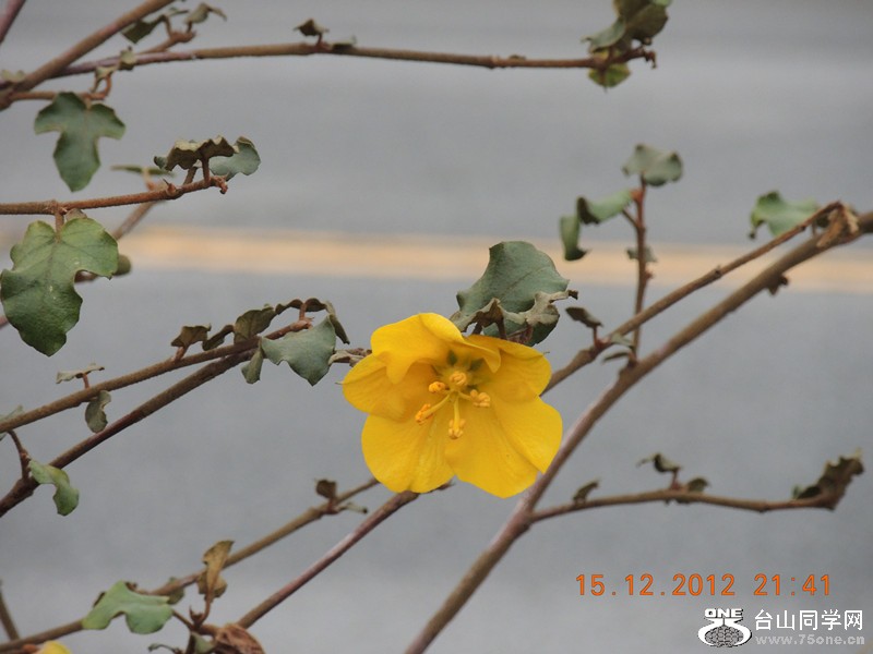 flower 127_.jpg