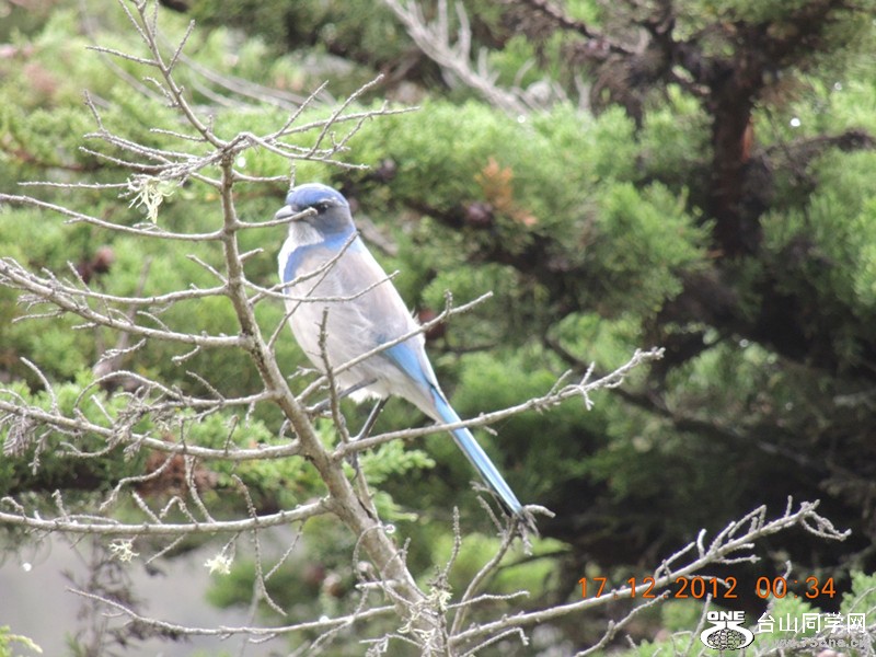 bird 062_.jpg