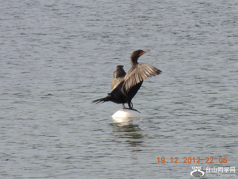 bird 073_.jpg
