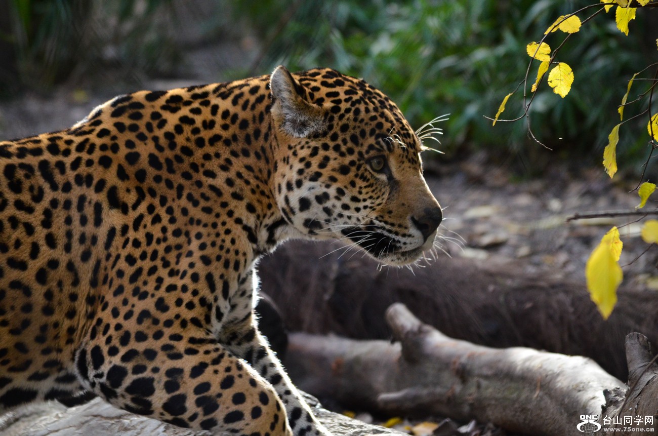 DSC_0417_12.jpg