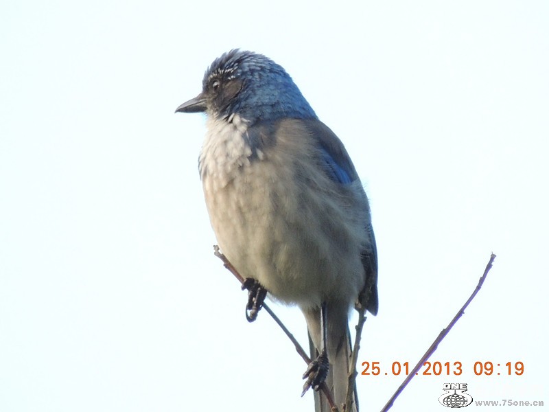bird 132_.jpg