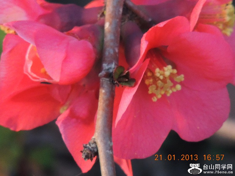 flower 013_.jpg