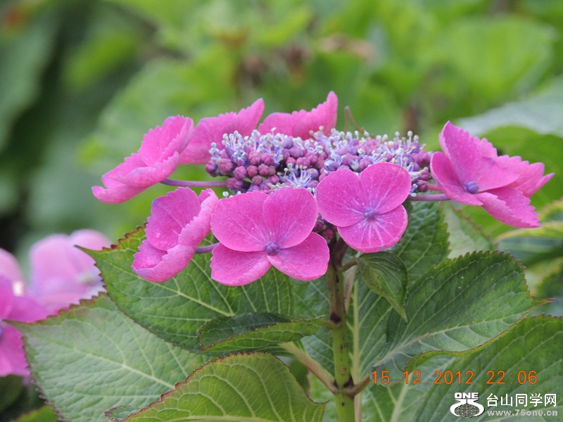 flower 183_.jpg